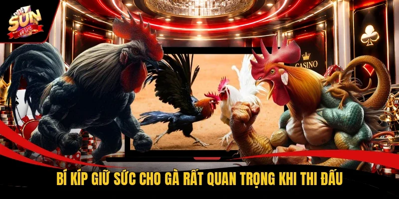 Bí kíp giữ sức cho gà rất quan trọng khi thi đấu
