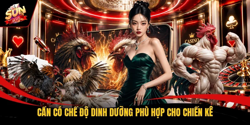 Cần có chế độ dinh dưỡng phù hợp cho chiến kê