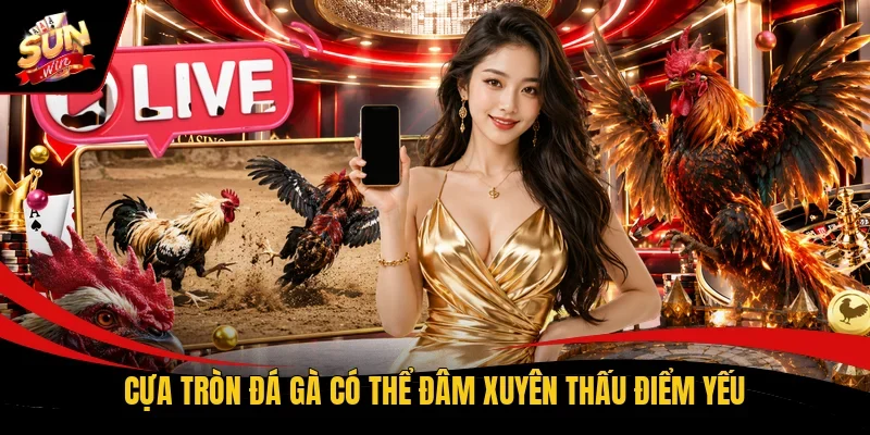 Cựa tròn đá gà có thể đâm xuyên thấu điểm yếu
